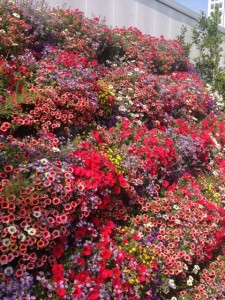 Bundeskunsthalle - Blumenvielfalt